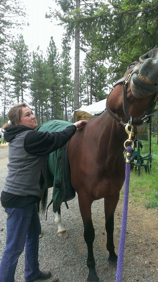 Performance horse massage